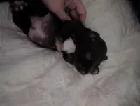 Bruno, a male German Shorthaired Pointer for sale in Gibsonburg, OH – Photo 2 of 7