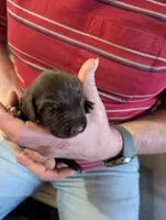 Bruno, a male German Shorthaired Pointer for sale in Gibsonburg, OH – Photo 1 of 7