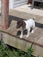 Alfie, a male German Shorthaired Pointer for sale in Gibsonburg, OH – 5 of 9