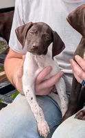 Alfie, a male German Shorthaired Pointer for sale in Gibsonburg, OH – 1 of 9