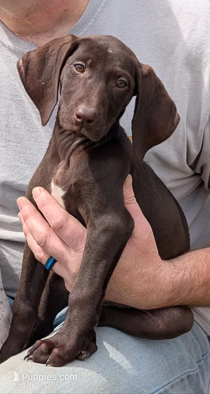 Stormy – German Shorthaired Pointer puppy for sale in Gibsonburg, OH