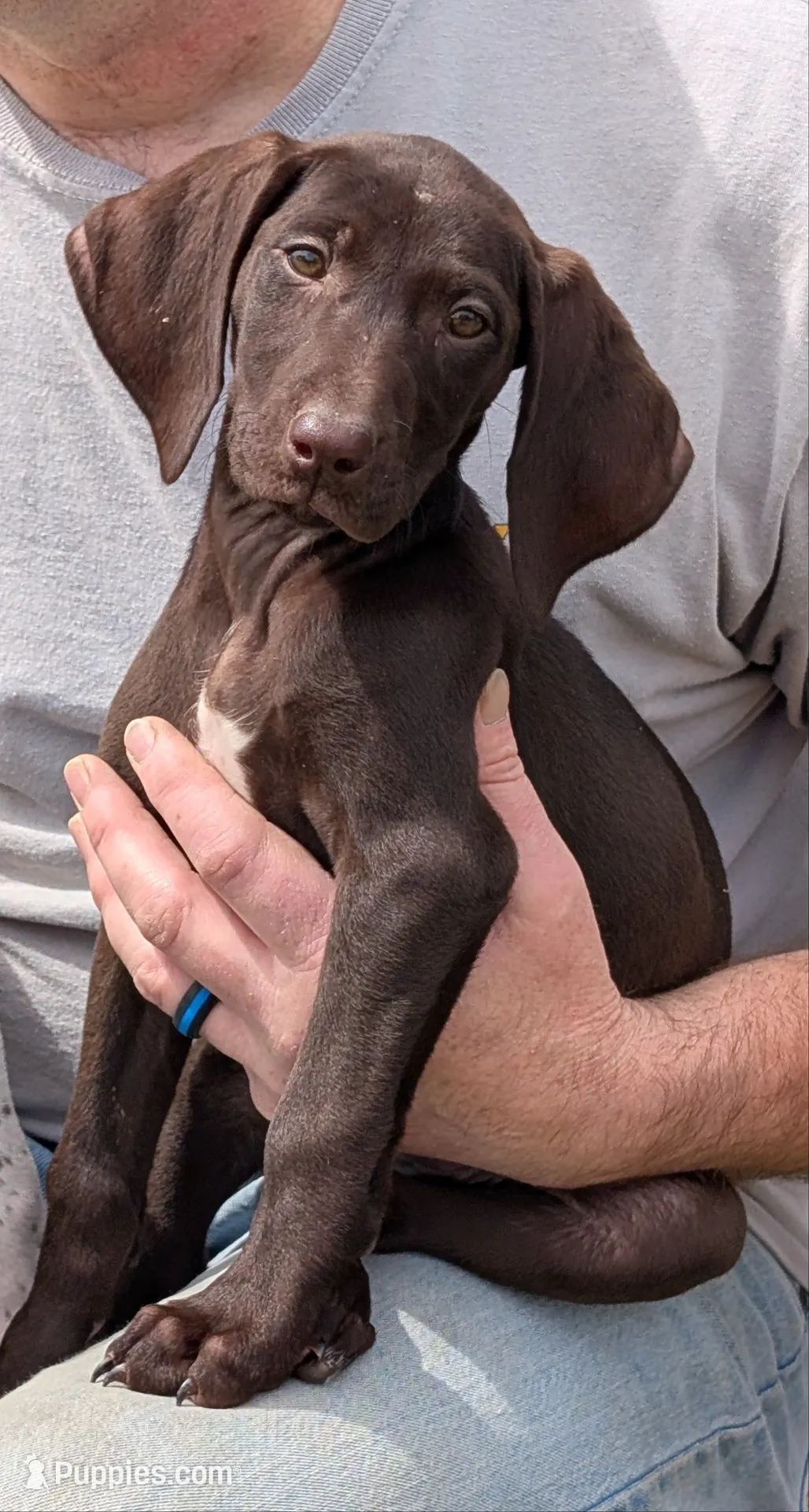 Stormy, a female German Shorthaired Pointer for sale in Gibsonburg, OH – 1 of 8