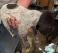 Olli, a male German Shorthaired Pointer for sale in Gibsonburg, OH – Photo 2 of 8