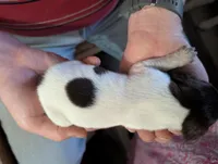 Olli, a male German Shorthaired Pointer for sale in Gibsonburg, OH – Photo 2 of 6