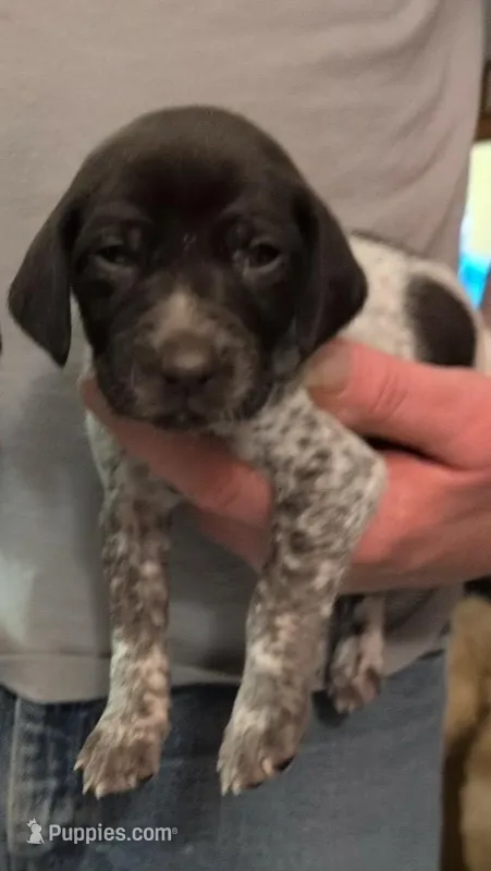 Olli – German Shorthaired Pointer puppy on hold in Gibsonburg, OH