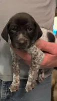 Olli, a male German Shorthaired Pointer for sale in Gibsonburg, OH – Photo 1 of 8