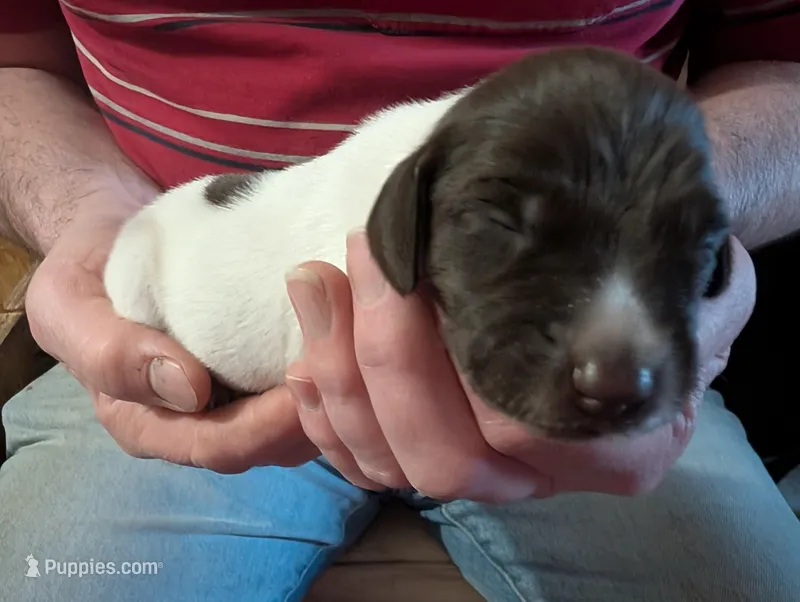Olli – German Shorthaired Pointer puppy for sale in Gibsonburg, OH