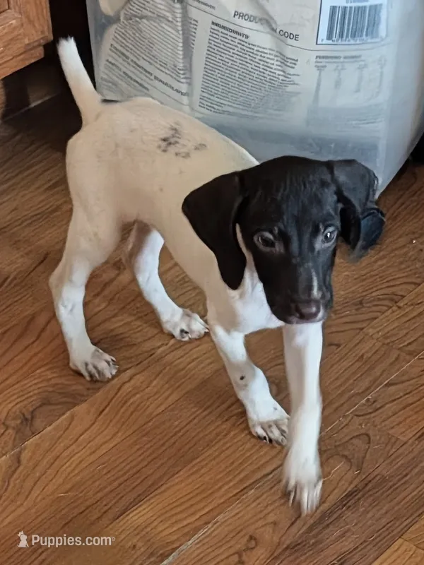Remi – German Shorthaired Pointer puppy for sale in Gibsonburg, OH