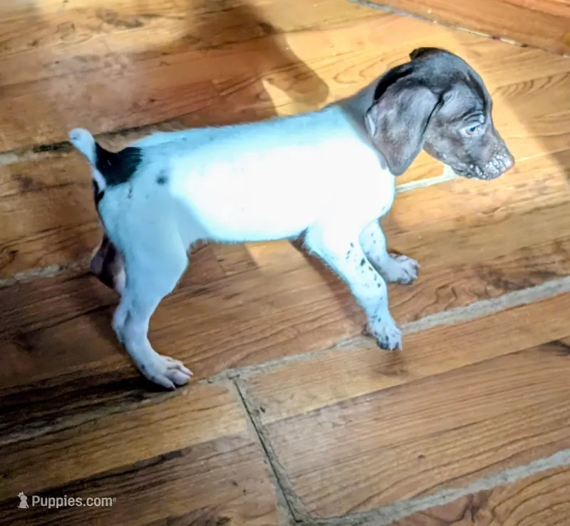 Cooper – German Shorthaired Pointer puppy for sale in Gibsonburg, OH