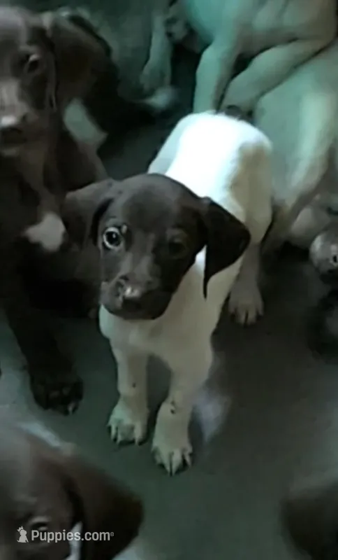 Lutz – German Shorthaired Pointer puppy for sale in Gibsonburg, OH