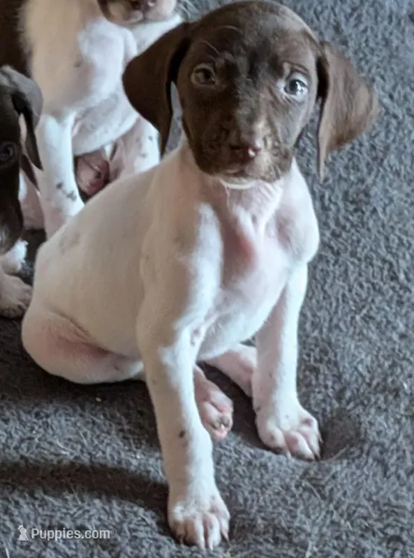Lutz, a male German Shorthaired Pointer for sale in Gibsonburg, OH – Photo 1 of 5