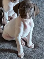 Lutz, a male German Shorthaired Pointer for sale in Gibsonburg, OH – Photo 1 of 5