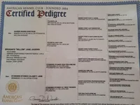 Lutz, a male German Shorthaired Pointer for sale in Gibsonburg, OH – Photo 3 of 5