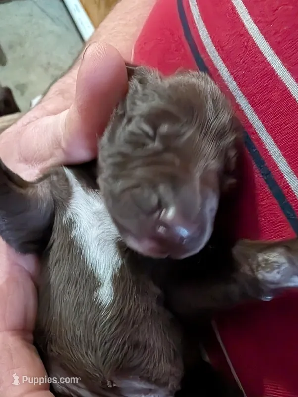 Kikka – German Shorthaired Pointer puppy for sale in Gibsonburg, OH