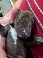 Kikka, a female German Shorthaired Pointer for sale in Gibsonburg, OH – Photo 1 of 7