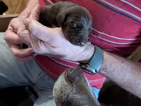Kikka, a female German Shorthaired Pointer for sale in Gibsonburg, OH – Photo 2 of 7