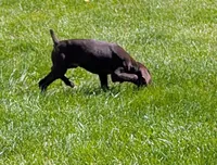 Stormy, a female German Shorthaired Pointer for sale in Gibsonburg, OH – 3 of 8