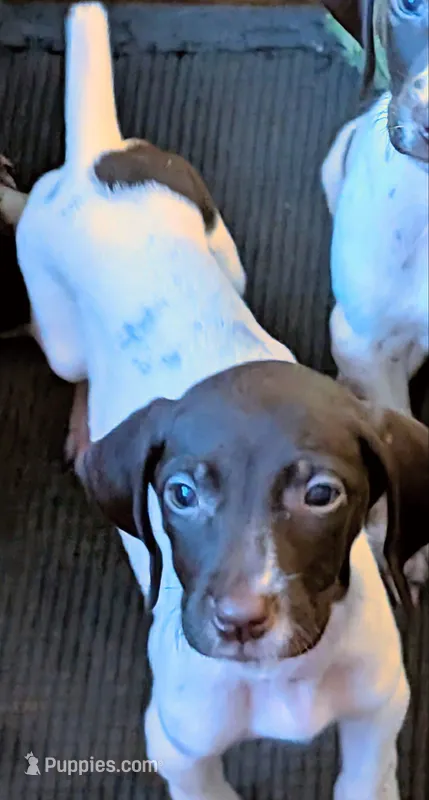 Zetta – German Shorthaired Pointer puppy for sale in Gibsonburg, OH