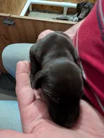 Inka, a female German Shorthaired Pointer for sale in Gibsonburg, OH – Photo 1 of 7
