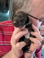 Inka, a female German Shorthaired Pointer for sale in Gibsonburg, OH – Photo 2 of 7