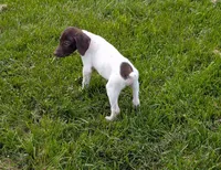 Alfie, a male German Shorthaired Pointer for sale in Gibsonburg, OH – 2 of 9