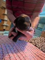 Micha, a male German Shorthaired Pointer for sale in Gibsonburg, OH – Photo 2 of 7