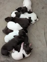 Micha, a male German Shorthaired Pointer for sale in Gibsonburg, OH – Photo 3 of 7