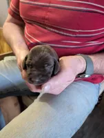 Micha, a male German Shorthaired Pointer for sale in Gibsonburg, OH – Photo 1 of 7