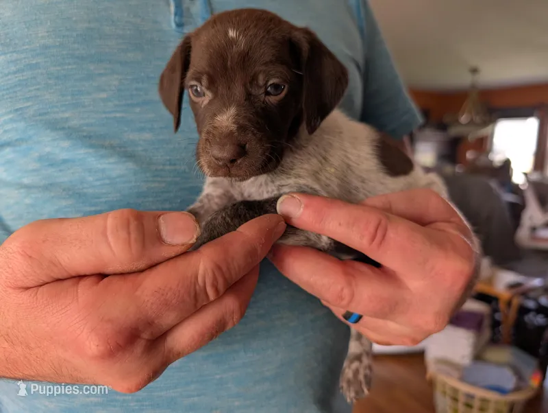 Kaiser  – German Shorthaired Pointer puppy for sale in Gibsonburg, OH