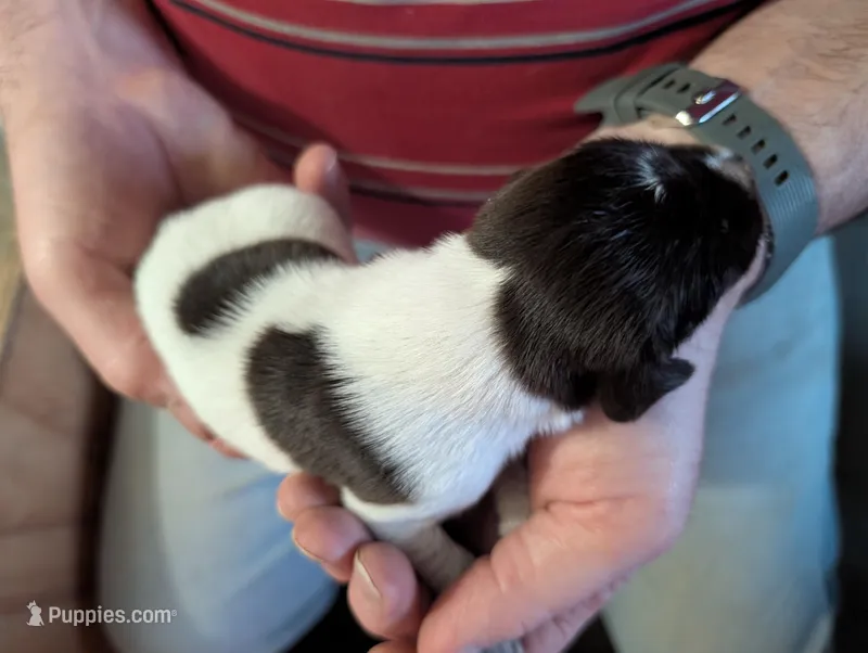 Kaiser  – German Shorthaired Pointer puppy for sale in Gibsonburg, OH