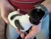 Kaiser , a male German Shorthaired Pointer for sale in Gibsonburg, OH – Photo 1 of 6