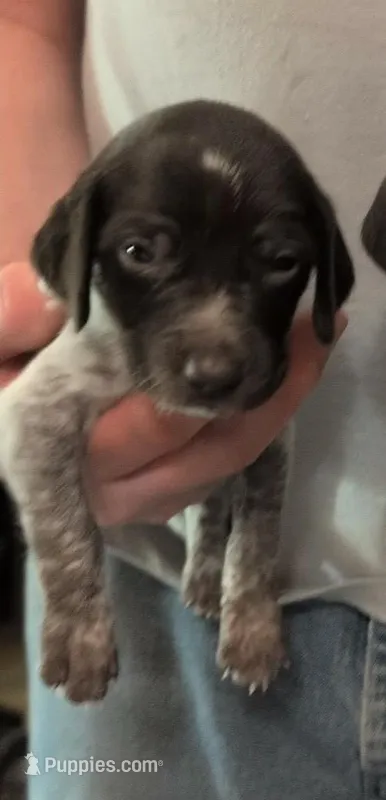 Kaiser  – German Shorthaired Pointer puppy on hold in Gibsonburg, OH