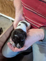 Kaiser , a male German Shorthaired Pointer for sale in Gibsonburg, OH – Photo 2 of 6