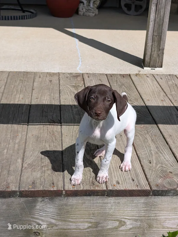 Cooper – German Shorthaired Pointer puppy for sale in Gibsonburg, OH