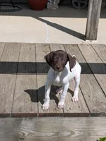 Alfie, a male German Shorthaired Pointer for sale in Gibsonburg, OH – 4 of 9