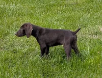 Stormy, a female German Shorthaired Pointer for sale in Gibsonburg, OH – 2 of 8