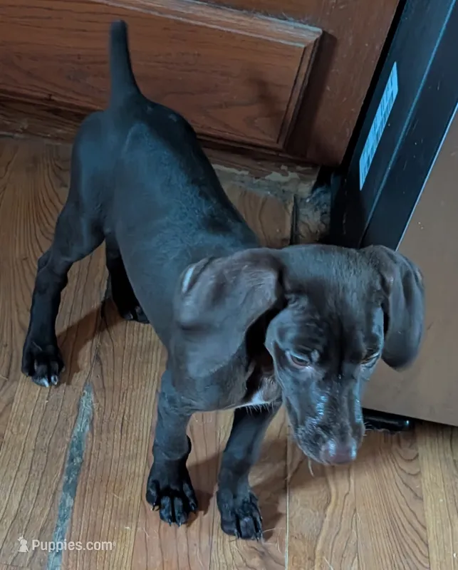 Kikka – German Shorthaired Pointer puppy on hold in Gibsonburg, OH