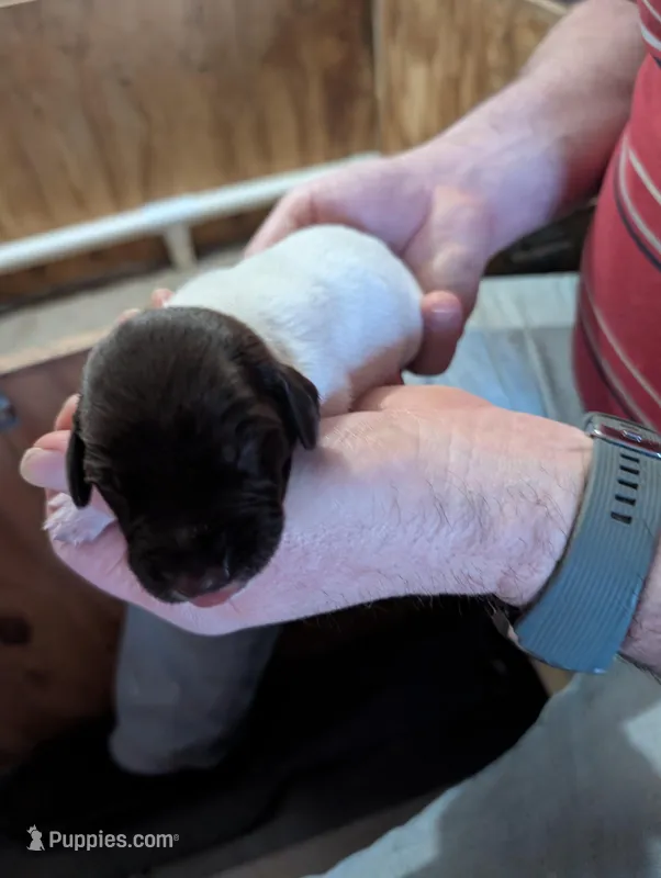 Lutz – German Shorthaired Pointer puppy for sale in Gibsonburg, OH