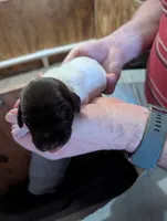 Lutz, a male German Shorthaired Pointer for sale in Gibsonburg, OH – Photo 1 of 6