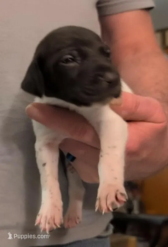 Lutz – German Shorthaired Pointer puppy for sale in Gibsonburg, OH
