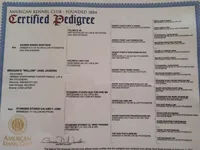 Lutz, a male German Shorthaired Pointer for sale in Gibsonburg, OH – Photo 3 of 6