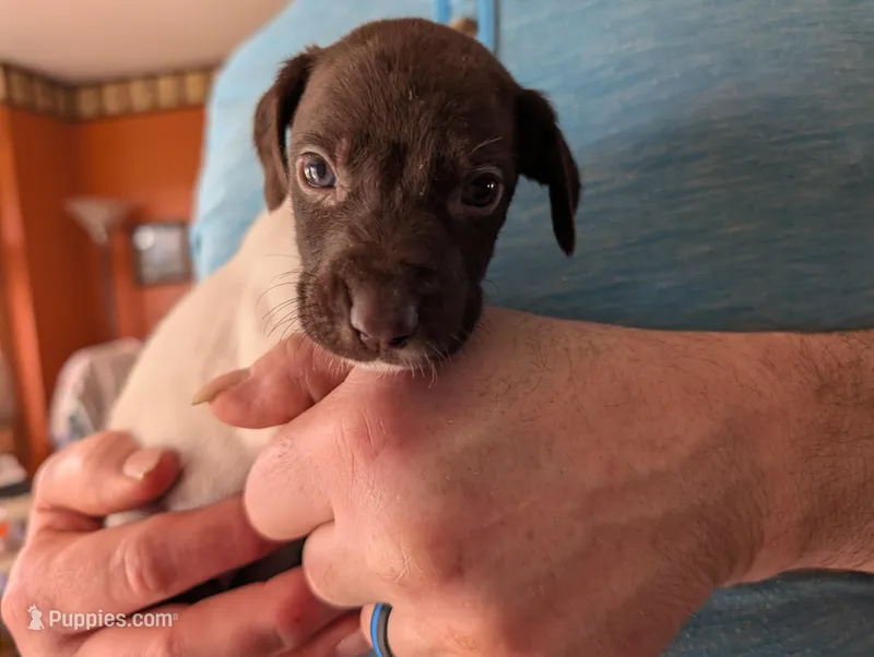 Lutz – German Shorthaired Pointer puppy for sale in Gibsonburg, OH