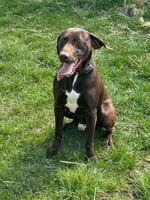 Kikka, a female German Shorthaired Pointer for sale in Gibsonburg, OH – 5 of 8