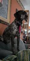 Kikka, a female German Shorthaired Pointer for sale in Gibsonburg, OH – 7 of 8