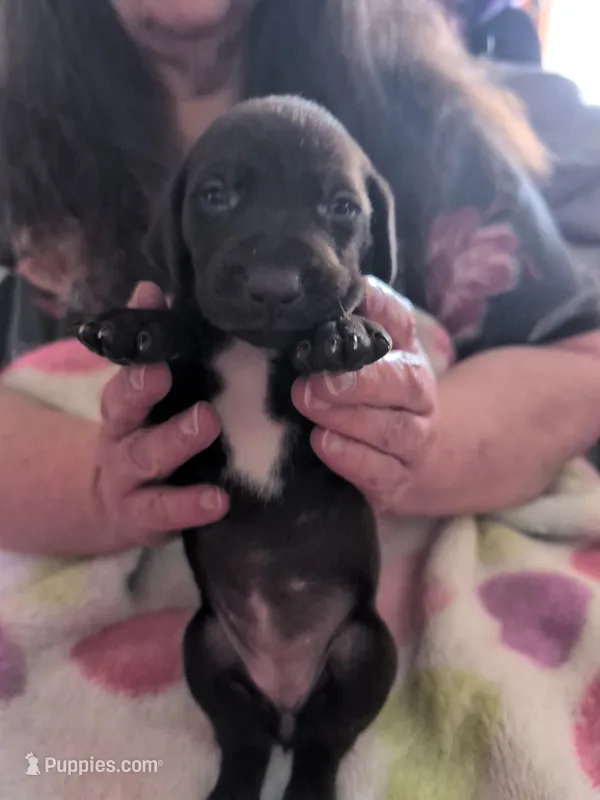 Kikka, a female German Shorthaired Pointer for sale in Gibsonburg, OH – Photo 1 of 3