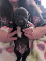 Kikka, a female German Shorthaired Pointer for sale in Gibsonburg, OH – Photo 1 of 3