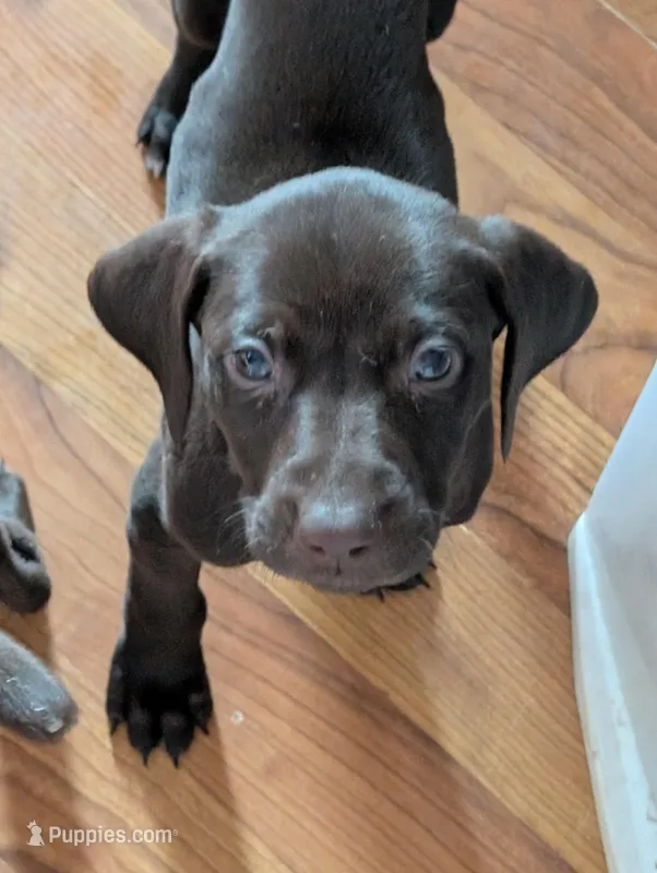 Kikka – German Shorthaired Pointer puppy for sale in Gibsonburg, OH