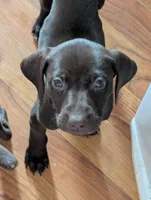Kikka, a female German Shorthaired Pointer for sale in Gibsonburg, OH – 3 of 8