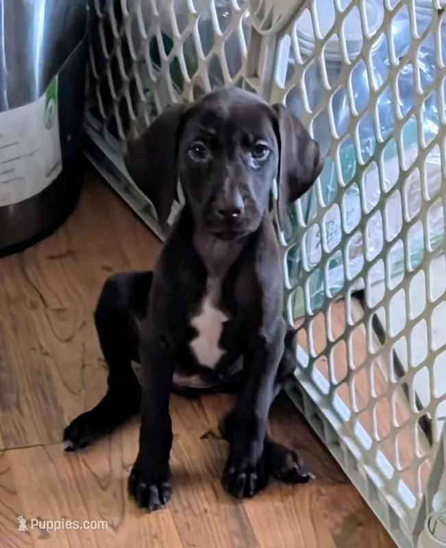 Kikka – German Shorthaired Pointer puppy for sale in Gibsonburg, OH