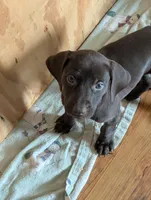 Kikka, a female German Shorthaired Pointer for sale in Gibsonburg, OH – 4 of 8